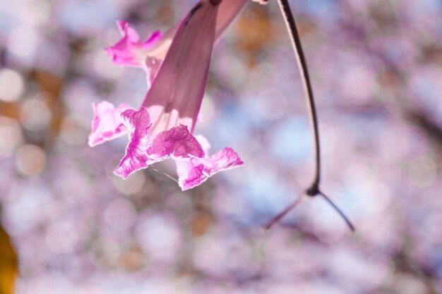 Photo pink desert willow flower in focus with green leaves all around and blue sky