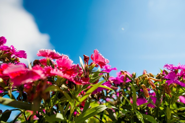 Pink Dianthus and blue sky