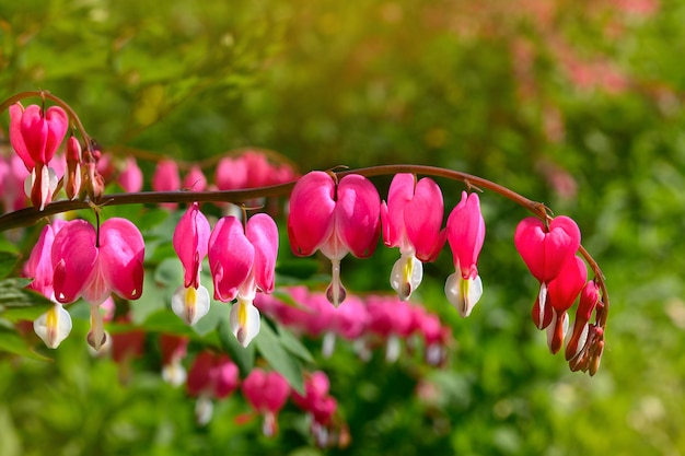 Pink dicentra flowers in the garden