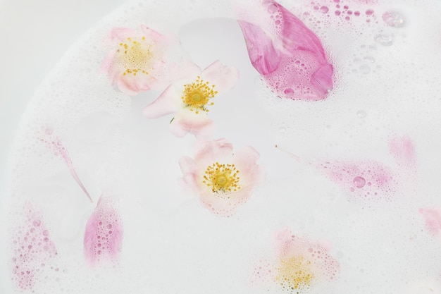 Pink dog rose flowers and peony petals floating and sinking in water Fam bath spa Health cosmetic and relaxation concept Floral feminine web banner flat lay top Wellness background