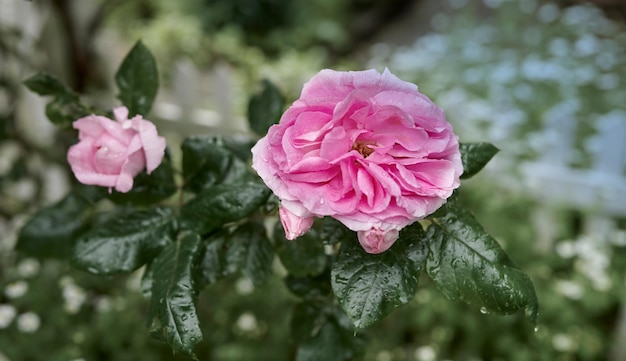 Фото Розовая собачья роза на растении в саду или парке крупный план красивого цветка rosa canina, растущего между зелеными листьями с капельками дождя в природе цветущие и цветущие лепестки на цветочном растении