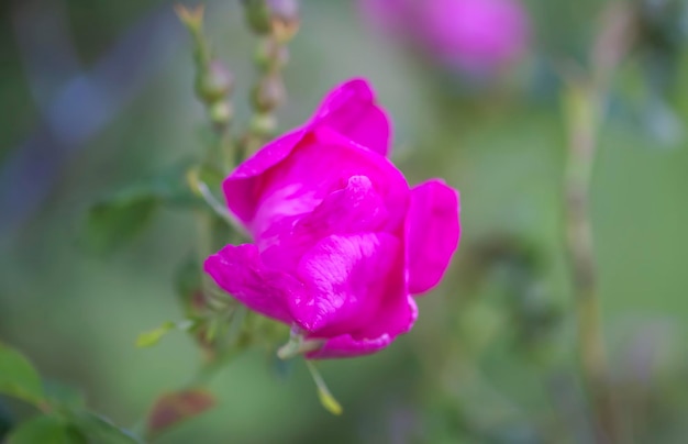 Pink dogrose or Rosa rubiginosa plant