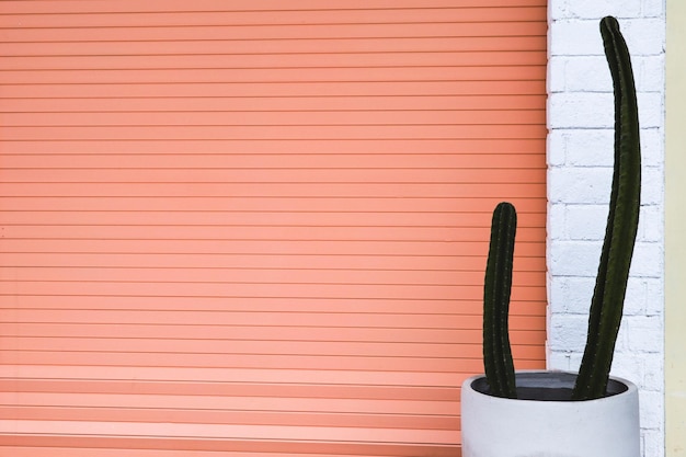 Pink door and a cactus