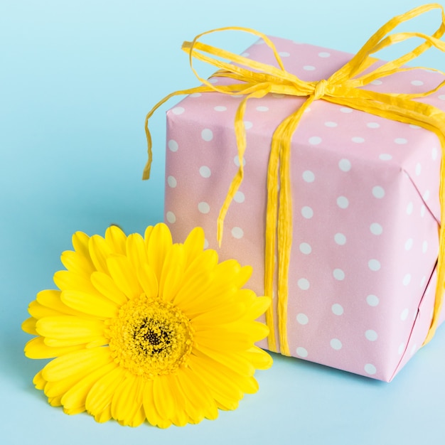 Pink dotted gift box and a yellow gerbera flower over blue.