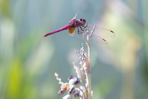 Pink dragonfly on a branch