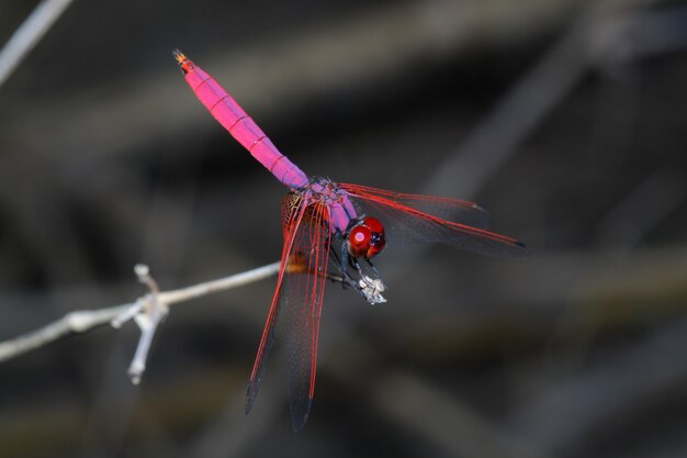 Pink dragonfly on stick bamboo in forest at thailand