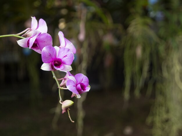 Pink dwarf or mini orchid