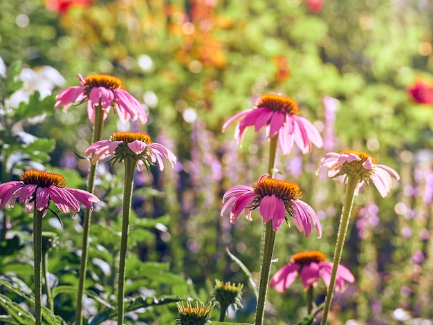 庭にピンクのエキナセアの花。