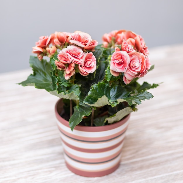 Photo pink elatior begonia in the pot