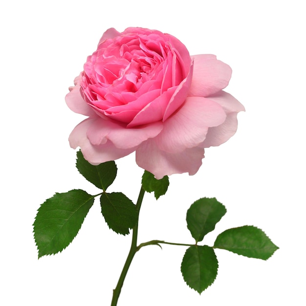 白い背景に分離されたデビッドオースティンのピンクのイングリッシュローズマクロフラワーウェディングカード花嫁挨拶夏春フラットレイトップビュー愛バレンタインデー