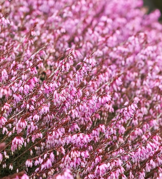 春先の庭にピンクのエリカカルネアの花花の背景植物の概念