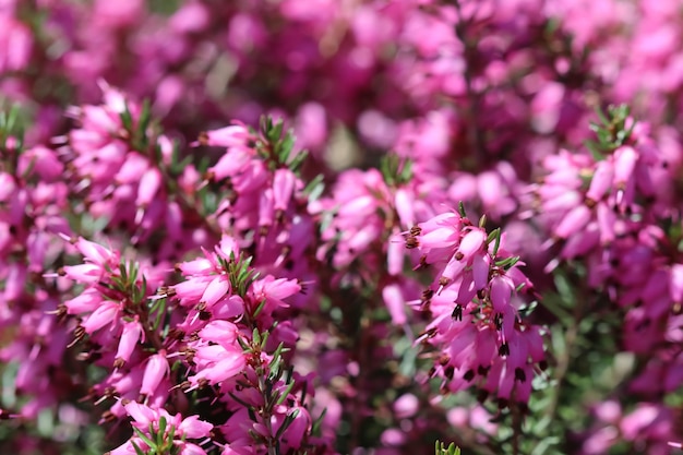 春先の庭にピンクのエリカカルネアの花