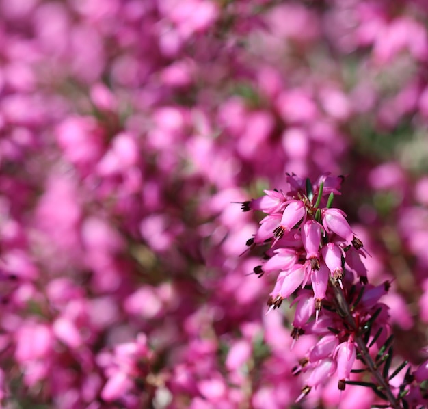 이른 봄에 정원에 있는 분홍색 에리카 카네아 꽃