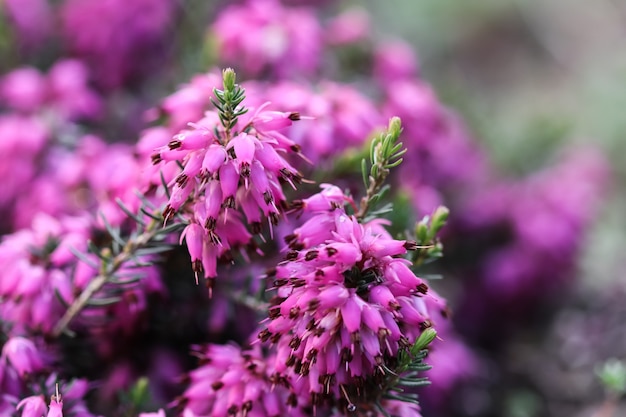 Pink erica carnea flowers winter heath in the garden after rain in early spring