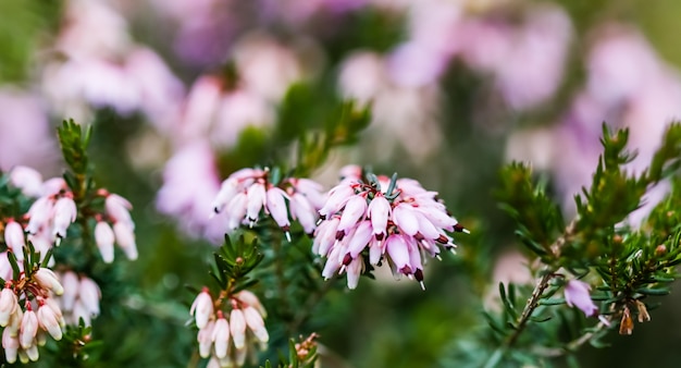 L'erica rosa carnea fiorisce la brughiera invernale nel giardino all'inizio della primavera