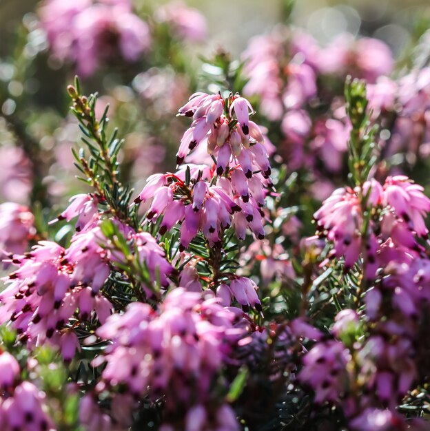 ピンクのエリカカルネアは春先の庭で冬のヒースを開花します