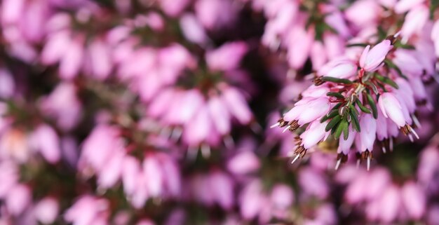 ピンクのエリカカルネアは春先の庭で冬のヒースを開花します