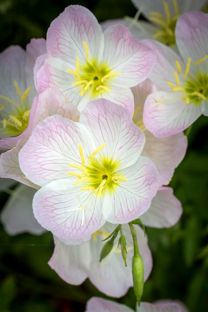 Pink Evening Primrose, Scientific name; Oenothera speciosa