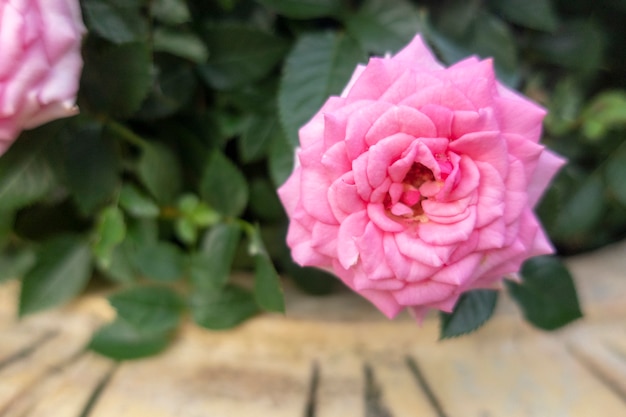 Foto rose rosa fata sono nel giardino.