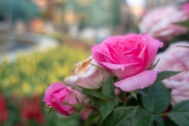 Photo pink fairy roses are in the garden.