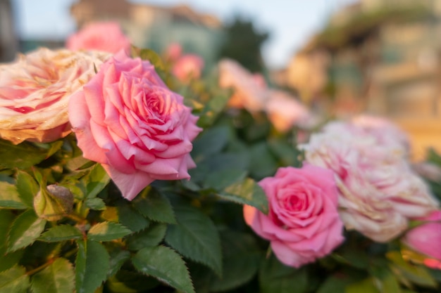 Розовые сказочные розы в саду.