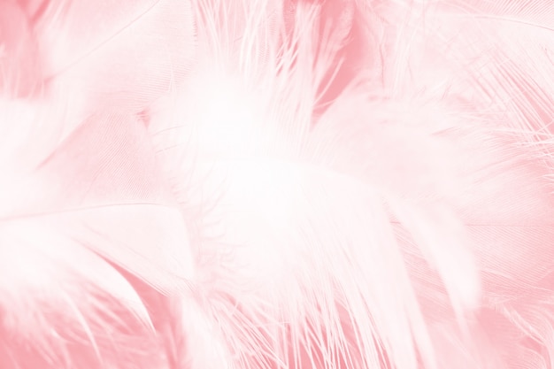 Pink feather abstract background