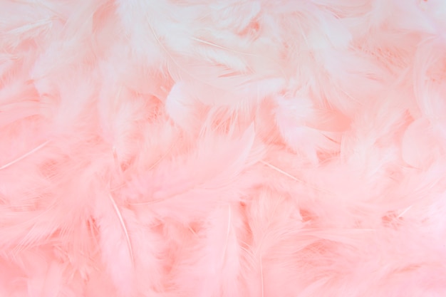 pink feather background.