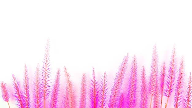 Photo pink feather grass or pink needle grass isolated white background,card for valentine day.