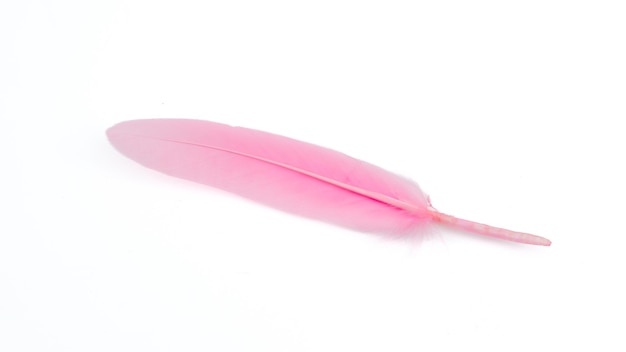 Pink feather isolated on white background