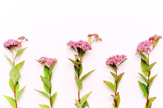 Pink field flowers on the white background. Flat lay, top view
