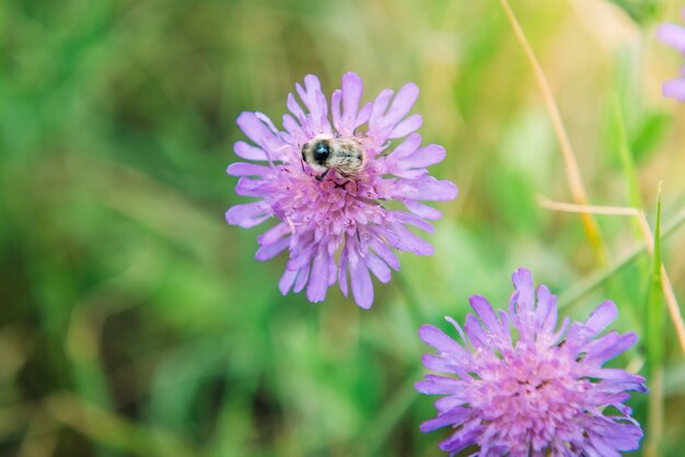 Pink field knautia arvensis flowers in summer