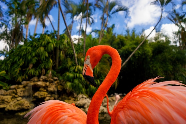 Pink flamingo against blurred green background in the national park.