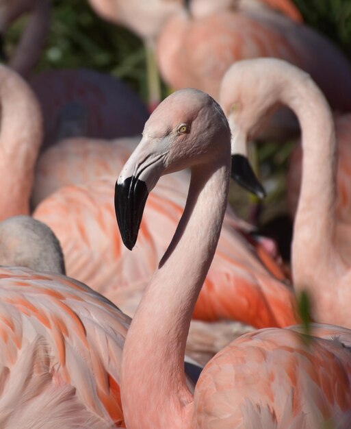 Pink flamingo bird with a black tip on his beak.