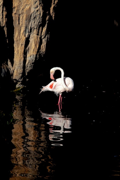 Pink flamingo on black background in the zoo