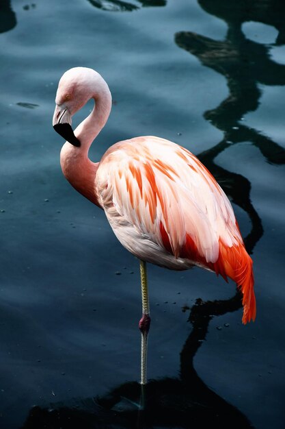 Foto flamingo rosa da vicino