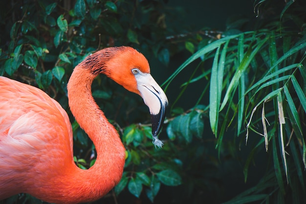 Photo pink flamingo close up