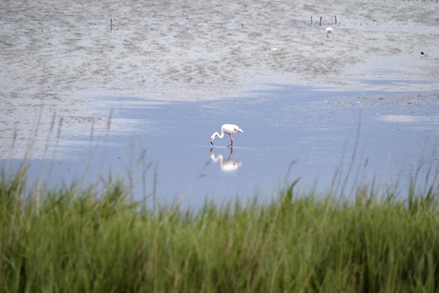 pink flamingo in comacchio valley po river italy