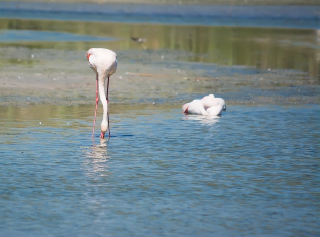 池で飲むピンクのフラミンゴカリアリサルデーニャで撮影