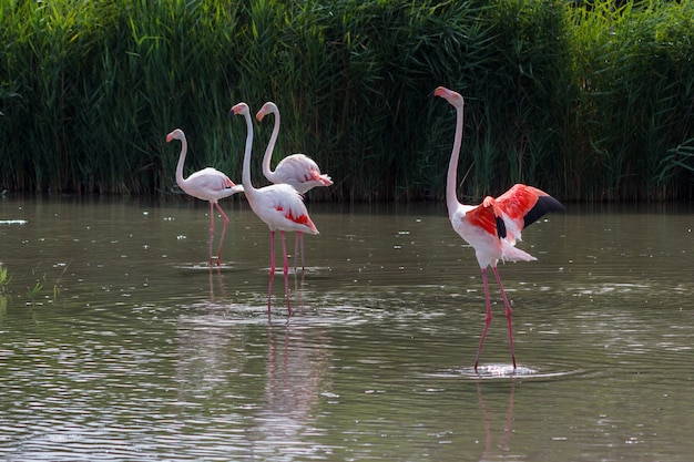 Pink flamingo family perched on the water of a lake ready to take flight.