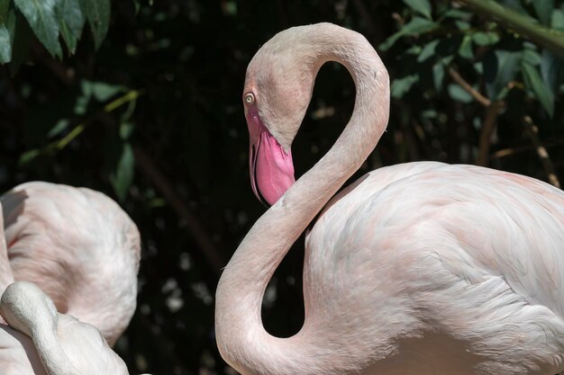 Photo pink flamingo in the farm