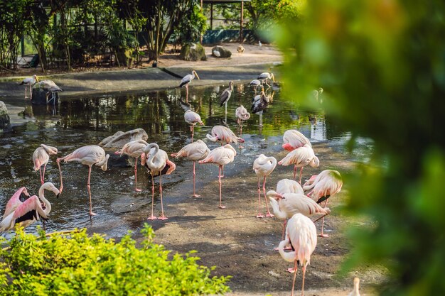 Pink flamingo or flamingoes are a type of wading bird in the family Phoenicopteridae the only bird family in the order Phoenicopteriformes Flamingos are very social birds