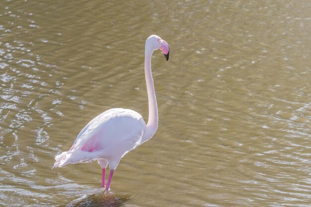 Pink Flamingo, Greater flamingo in their natural environment (Phoenicopterus roseus)