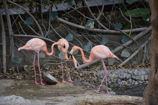 グアヤキルエクアドルの歴史公園にあるピンクのフラミンゴ