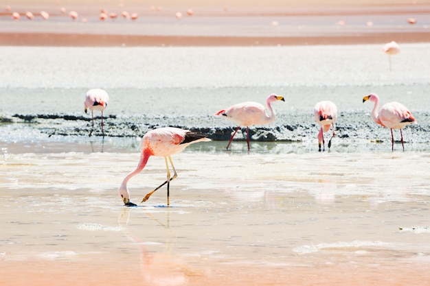 Pink flamingo in the lagoon, plateau Altiplano, Bolivia.