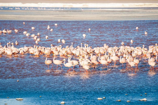 Pink flamingo on Laguna Colorada, Altiplano, Bolivia. Selective focus