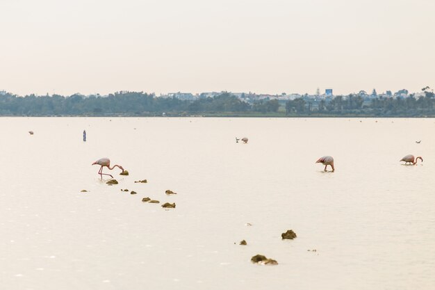 Pink Flamingo on Lake