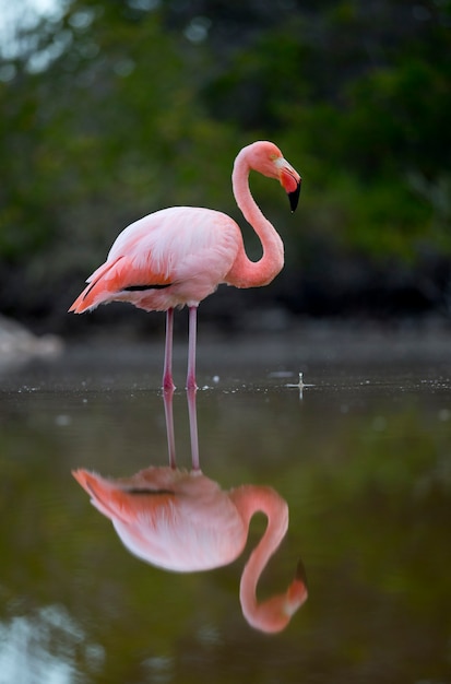 Pink flamingo in a lake