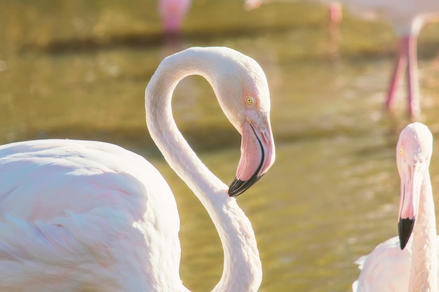 Pink Flamingo(Phoenicopterus roseus)