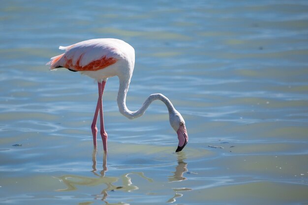 Pink flamingo on a salt lake closeup copy space