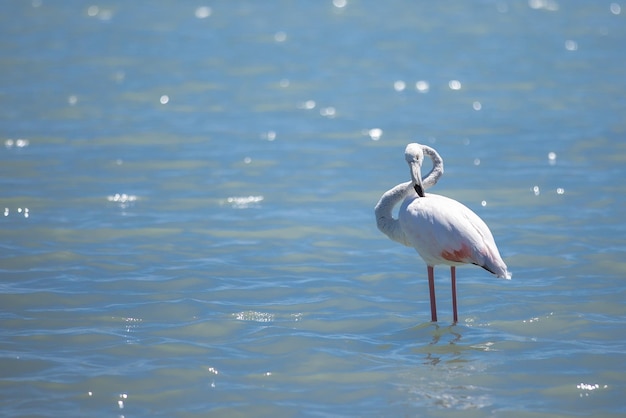 Pink flamingo on a salt lake closeup copy space